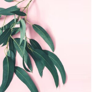 Fresh eucalyptus leaves and branches against a soft pink background.