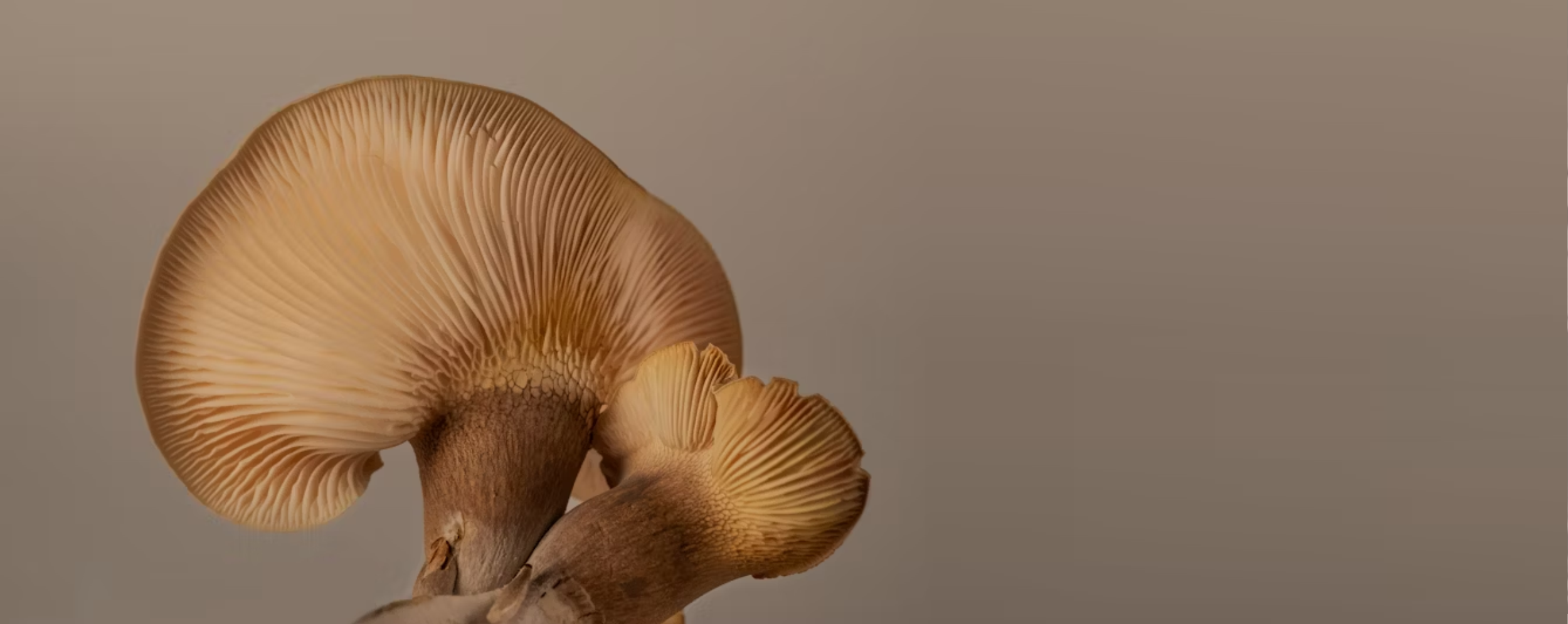 A close-up of the intricate gills on the underside of two mushrooms.